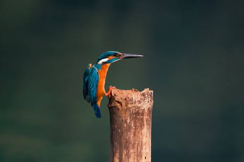 Common kingfisher