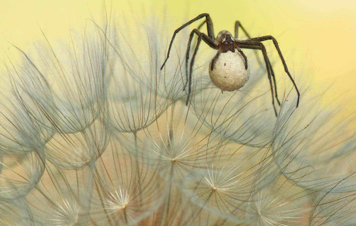 , Герчев Николай