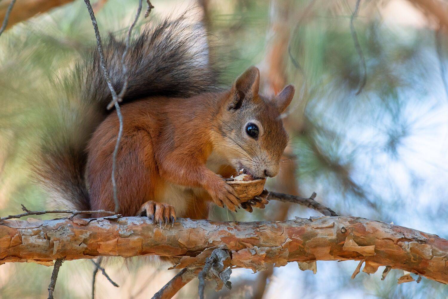 volgograd, russia, wildlife, Sciurus vulgaris, , Сторчилов Павел