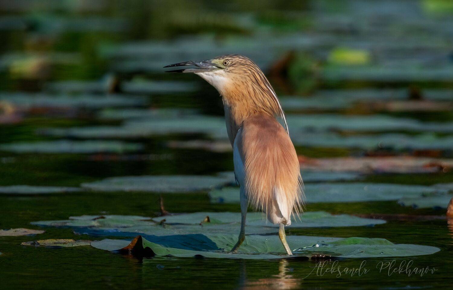 wildlife, Александр Плеханов