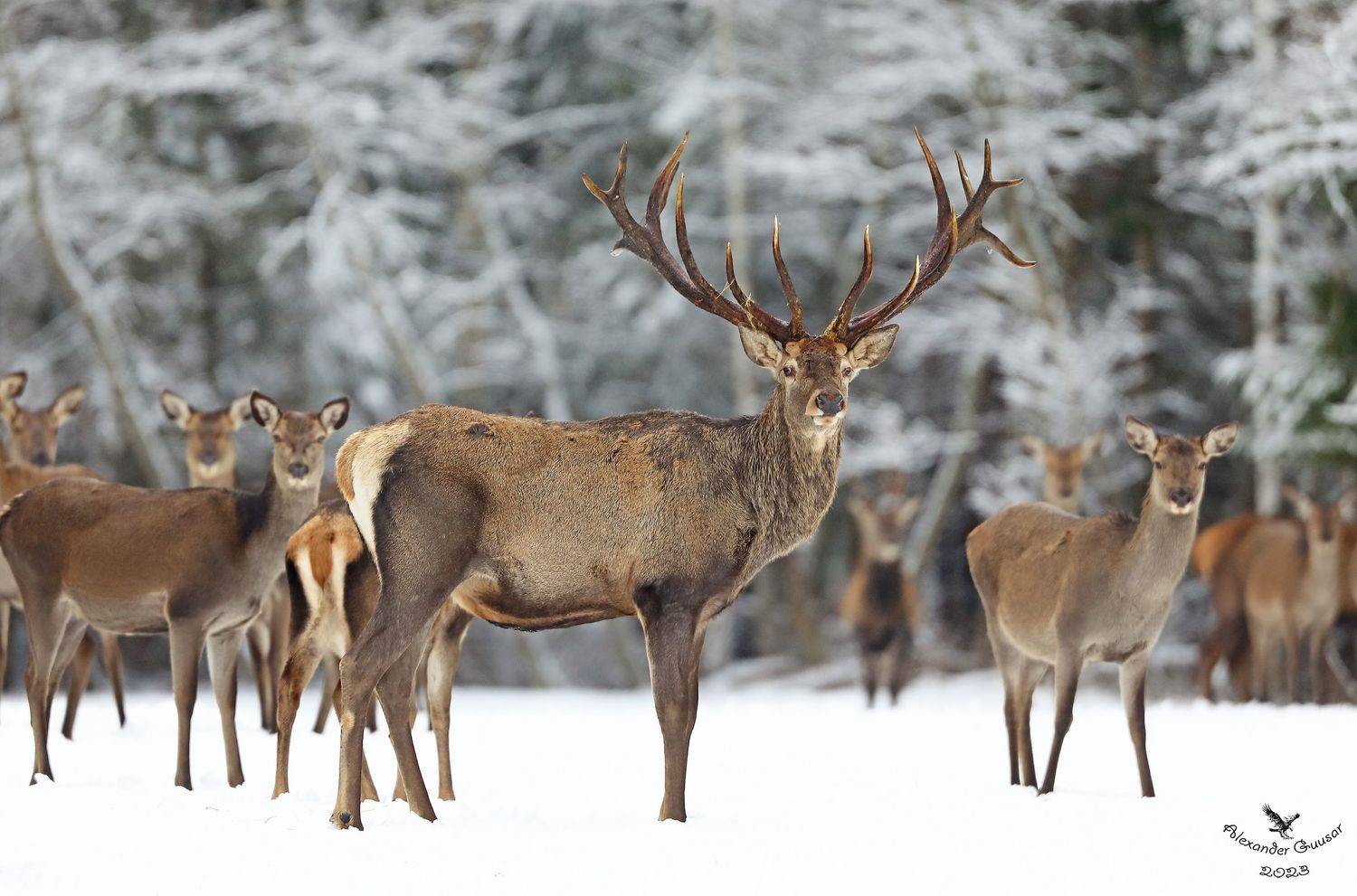 благородный олень., Александр Гусар