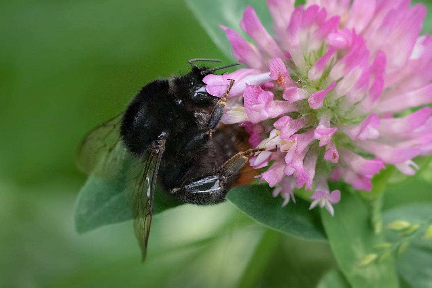 макро, шмель, макрофотография, bumblebee, macro, Хилько Марина
