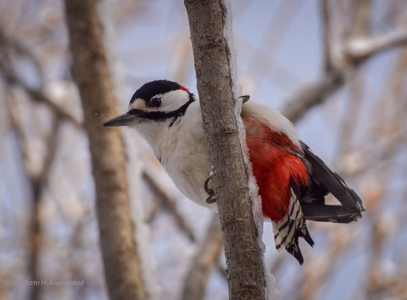 дятел. камчатка. птицы  фото превью