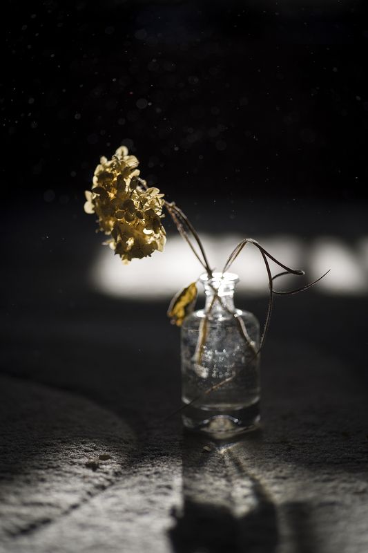 солнце, свет, гортензия, натюрморт, игра света Игра света фото превью