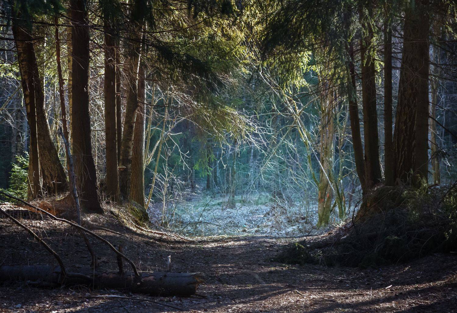 лес, дерево, ель, иней, свет, просвет, дорожка, тропа, Светлана Холодняк