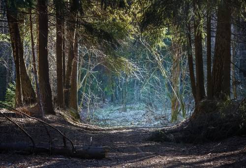 Последние заморозки