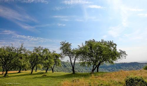 Яблоневый сад..
