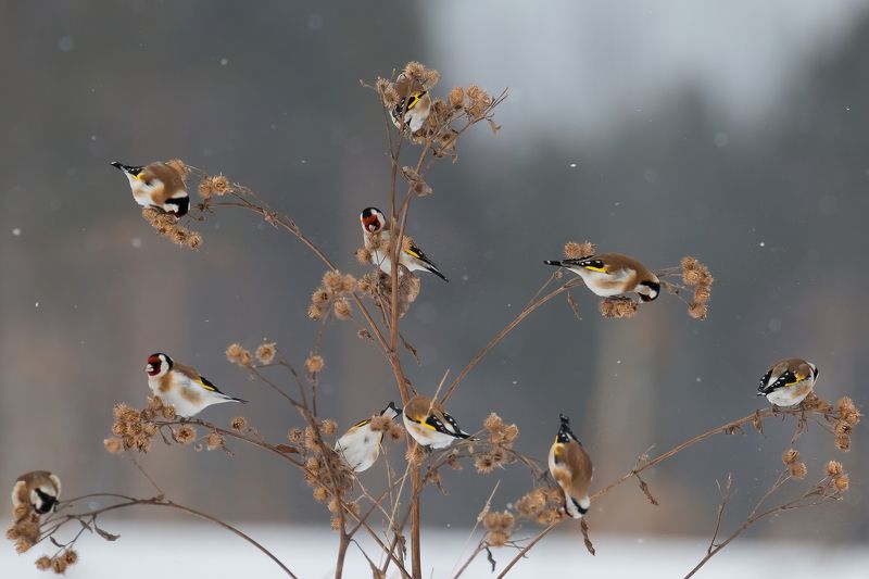 фото превью