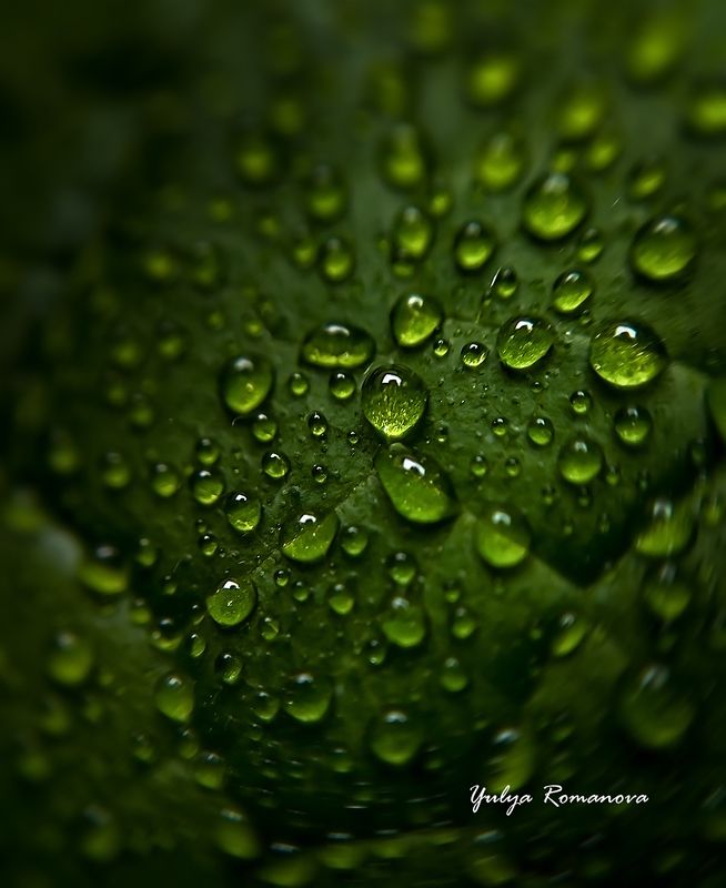 капли, макро, природа, зелёный Зелёные капельки фото превью