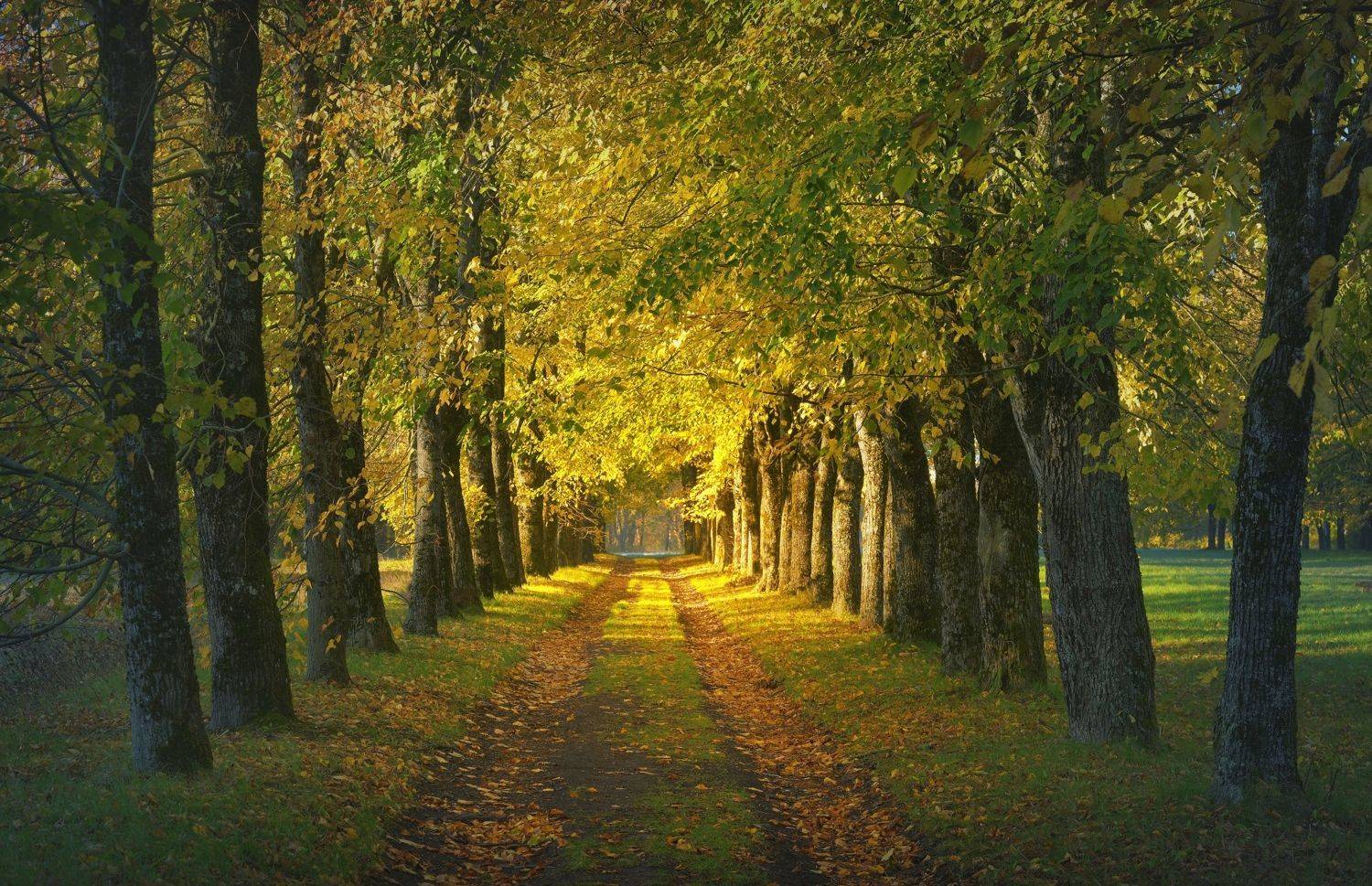 осень листва утро, Александр Жарников