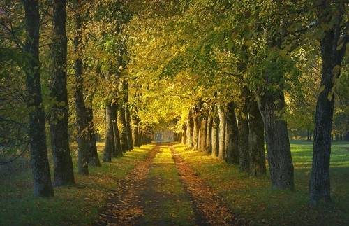 Осеннее утро