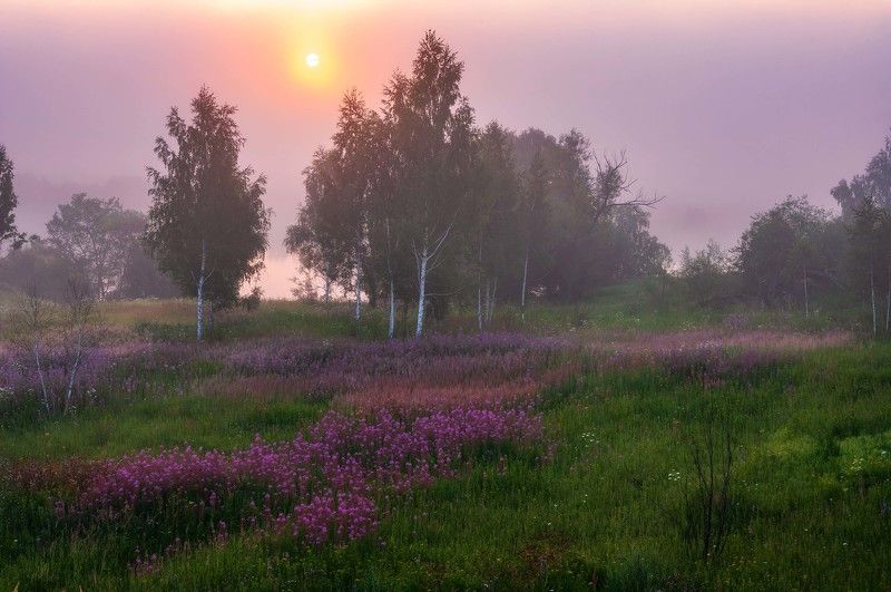 лето,туман,рассвет,подмосковье *** фото превью