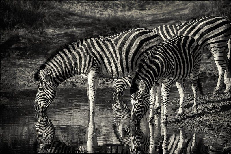 Monochrome фото превью