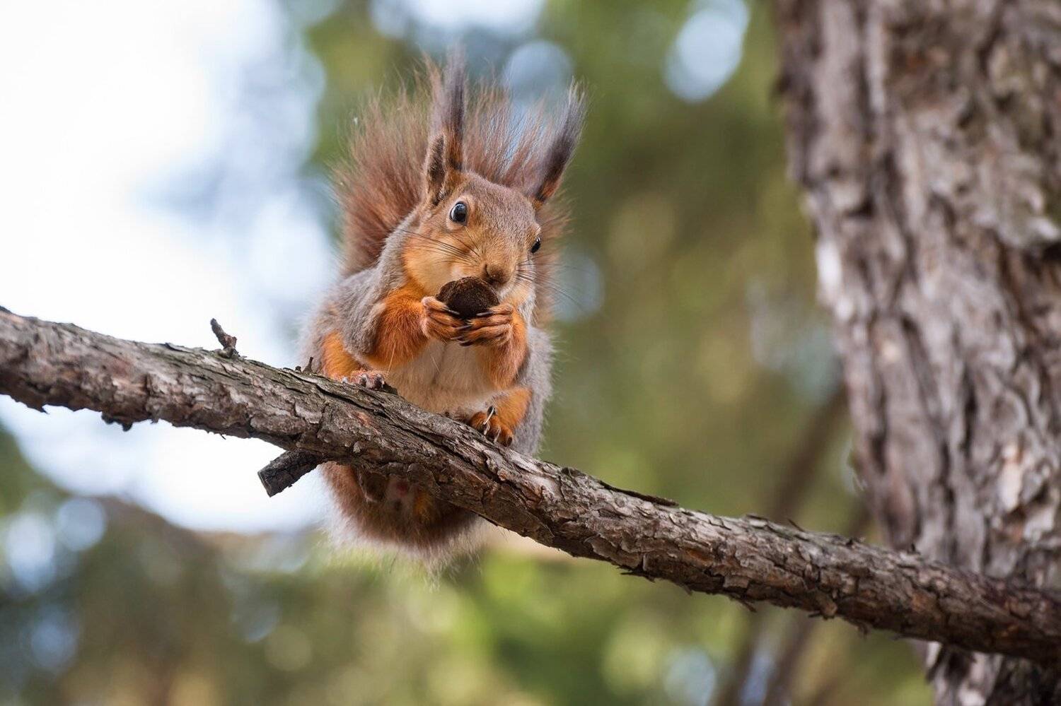 Белка, Михаил Туркеев