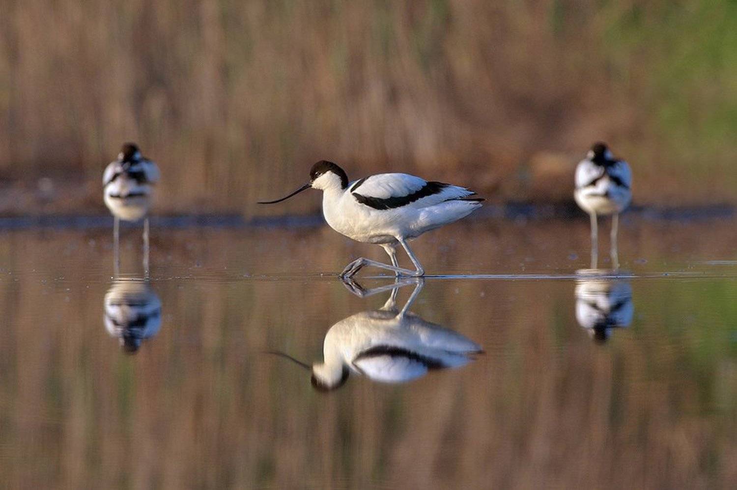 шилоклювка, Евгени Стефанов