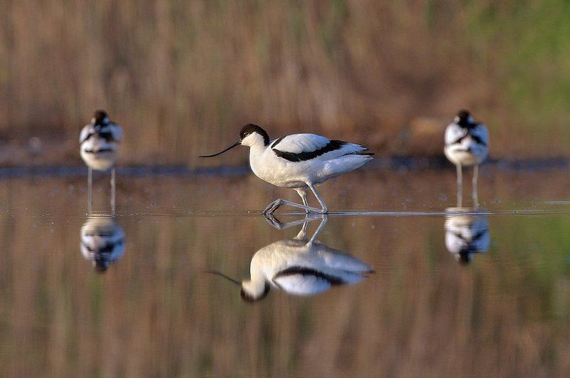 шилоклювка Выбор фото превью