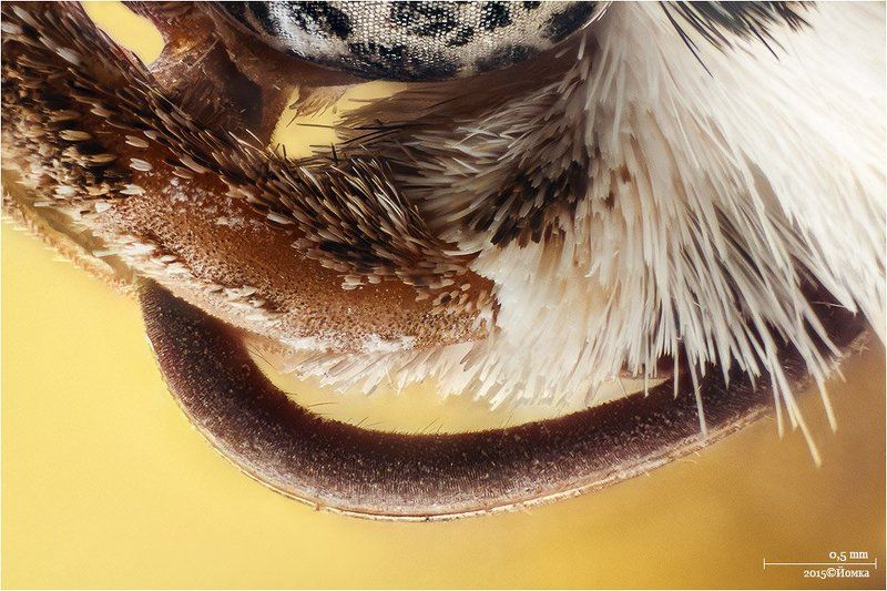 Макро фото превью