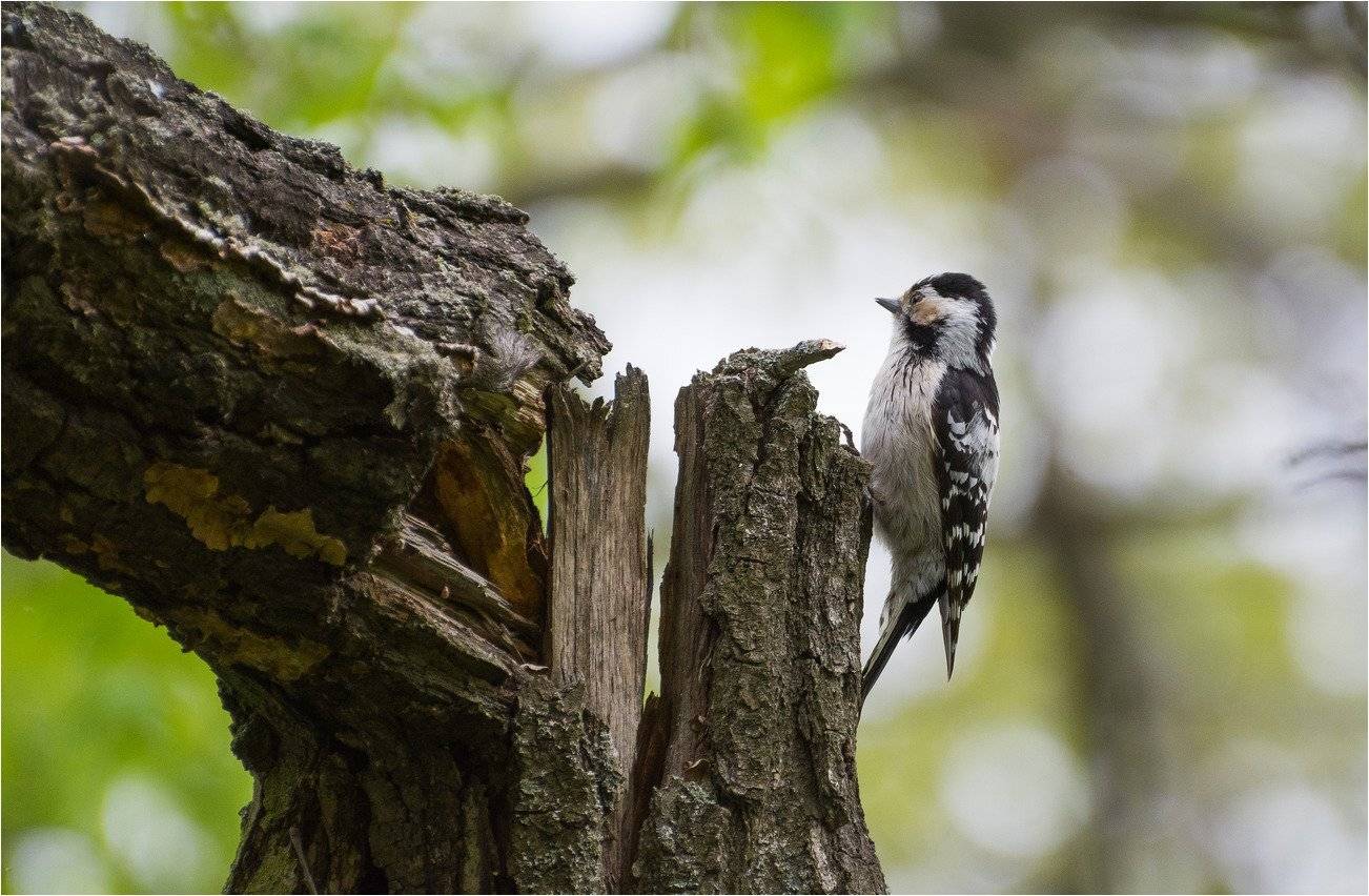 , Руслан Сигушин