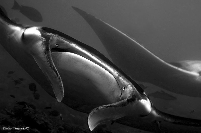 Инь и Янь фото превью