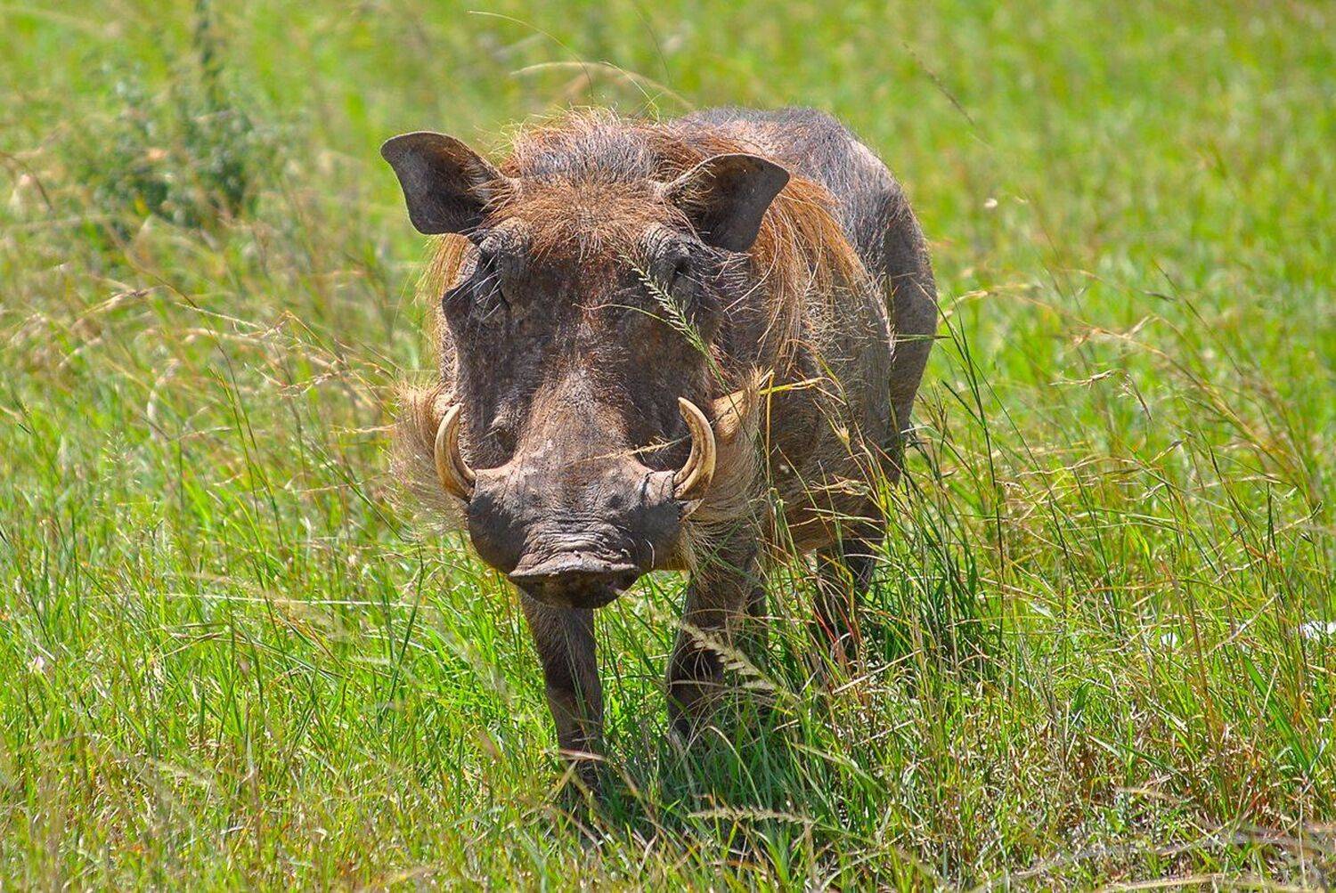 Африка, Бородавочник, Кабан, Кения, Саванна, Сафари, Свинья, Михаил Туркеев