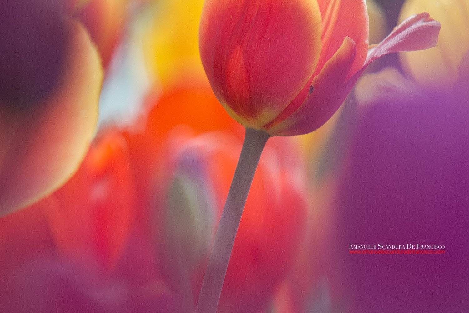 emanuele scandura de francisco tulpani, Emanuele Scandura De Francisco