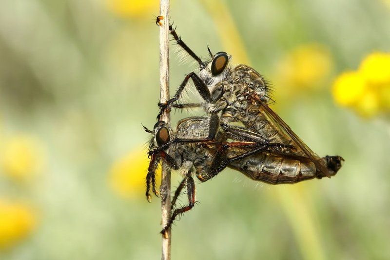 robber fly, love, nature  Pole Dancing :) фото превью
