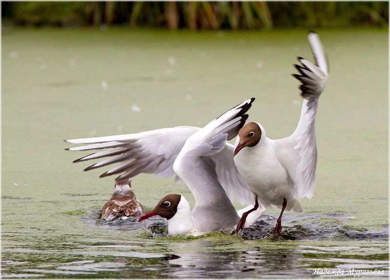 Larus, Ridibundus, Драка, Озёрная, Чайка Непростые отношения фото превью