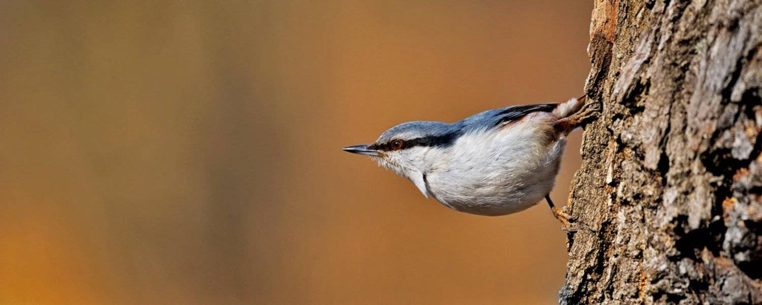 Весна, Поползень, Тушино, Курочкин Валерий
