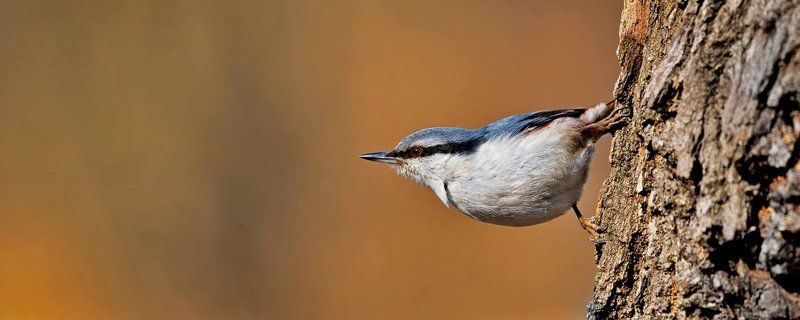 Весна, Поползень, Тушино Разбойник фото превью