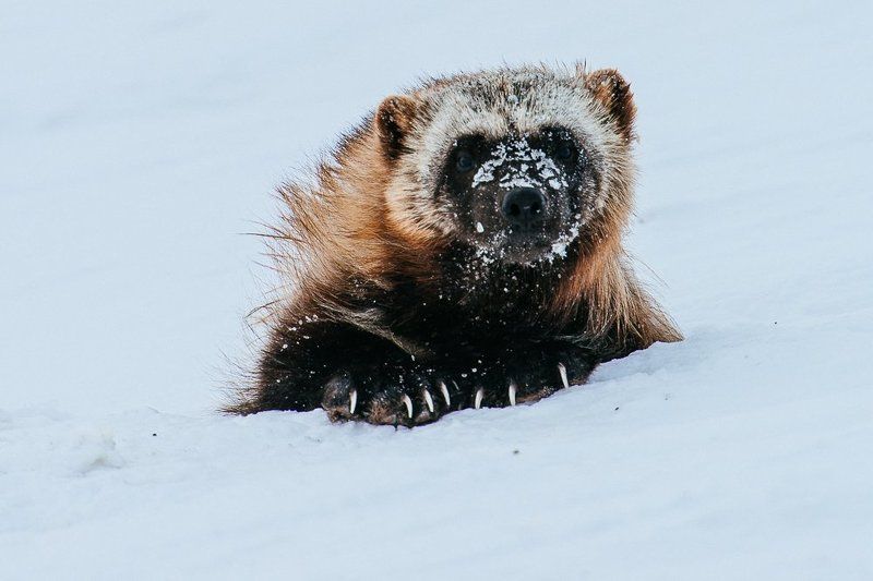 чукотка *** фото превью