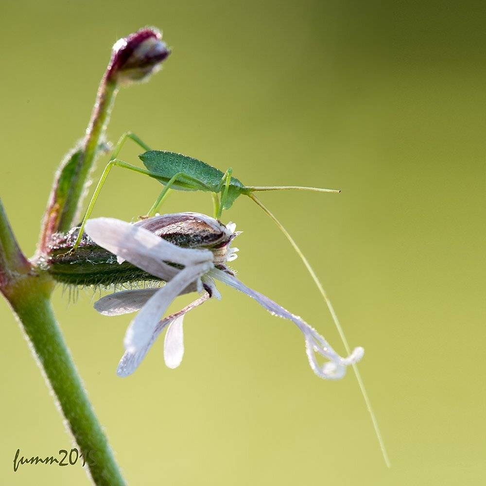 , Игорь ФУММ