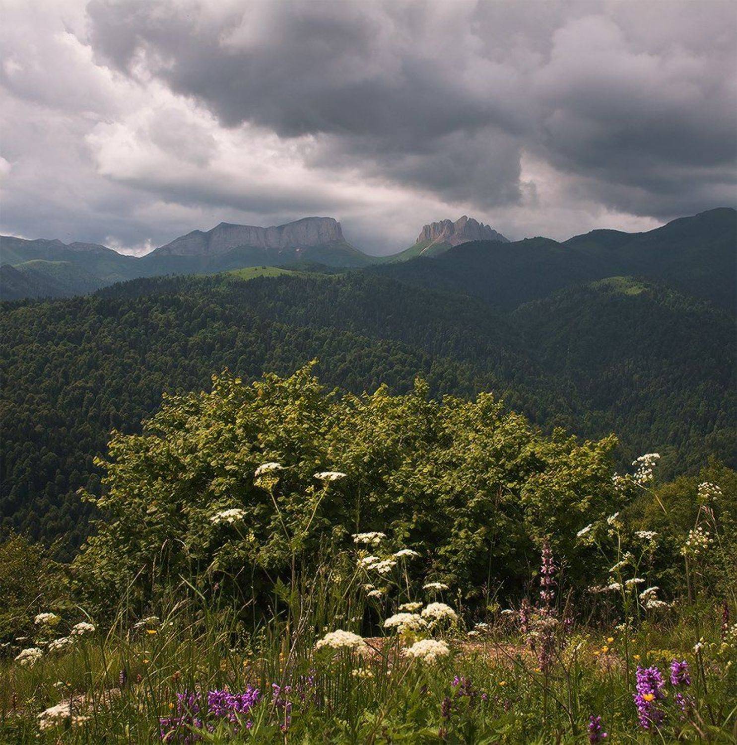 , Николай Мысливцев