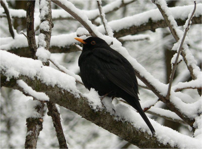 Чёрный дрозд (Turdus merula) фото превью