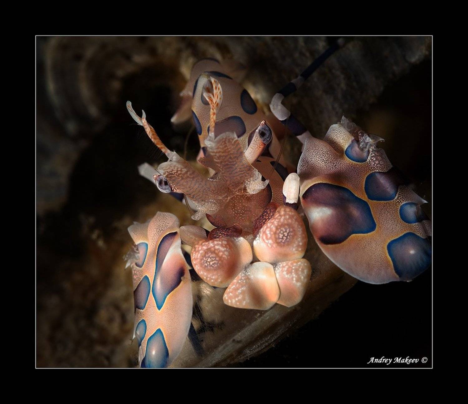 , Андрей Макеев