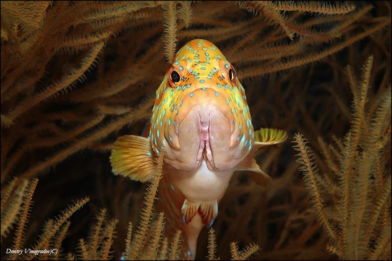 Боец фото превью