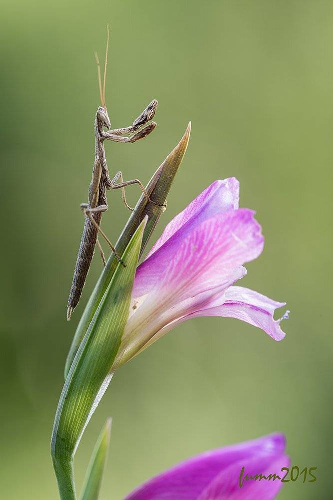 , Игорь ФУММ