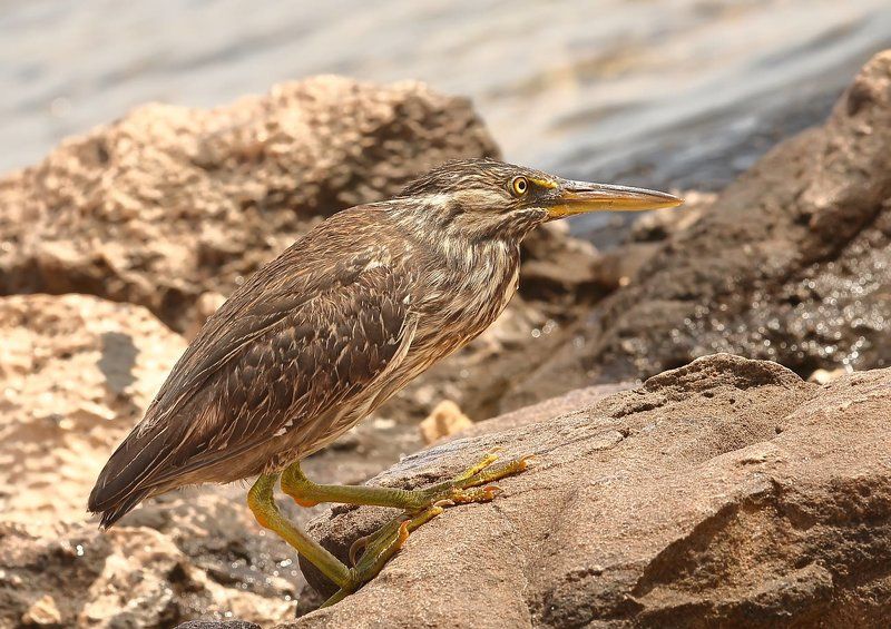 Знатный рыболов фото превью