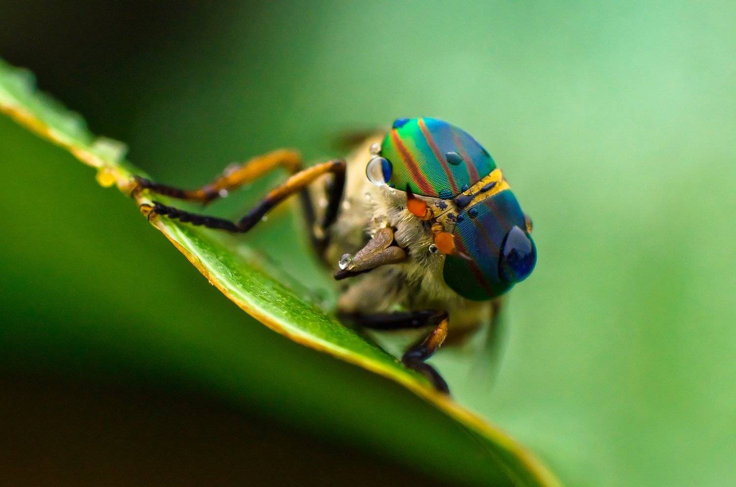 , Ренат Тугушев