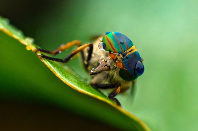 Oo фото превью