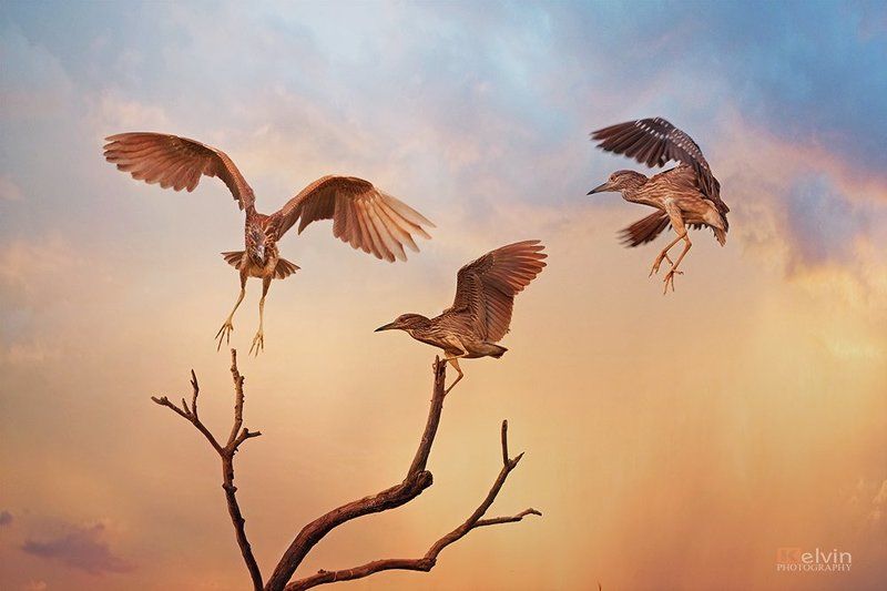 KEL фото превью