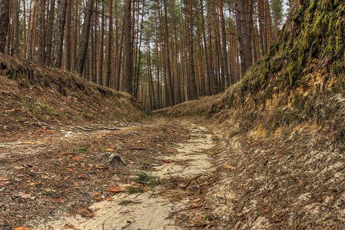 Старая лесная дорога