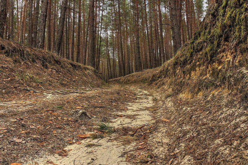 Лесная дорога, Сосновый лес Старая лесная дорога фото превью