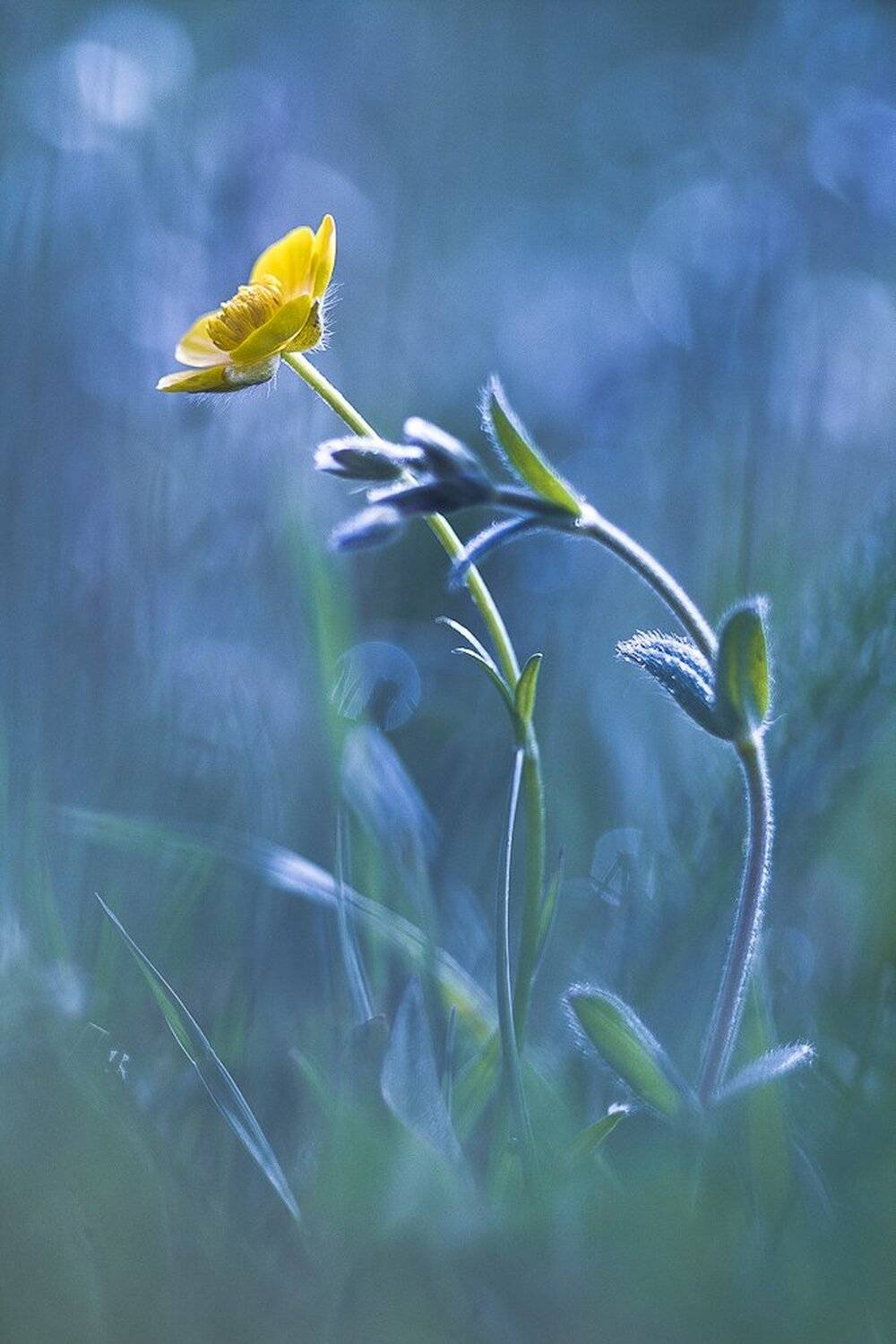 , Gabriel Prescornita