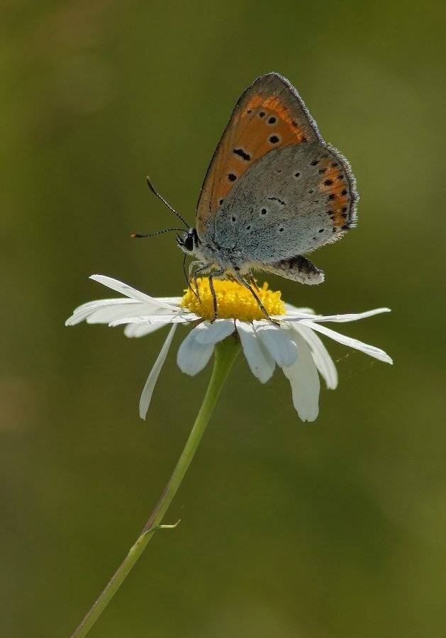 , Чепленко Алексей