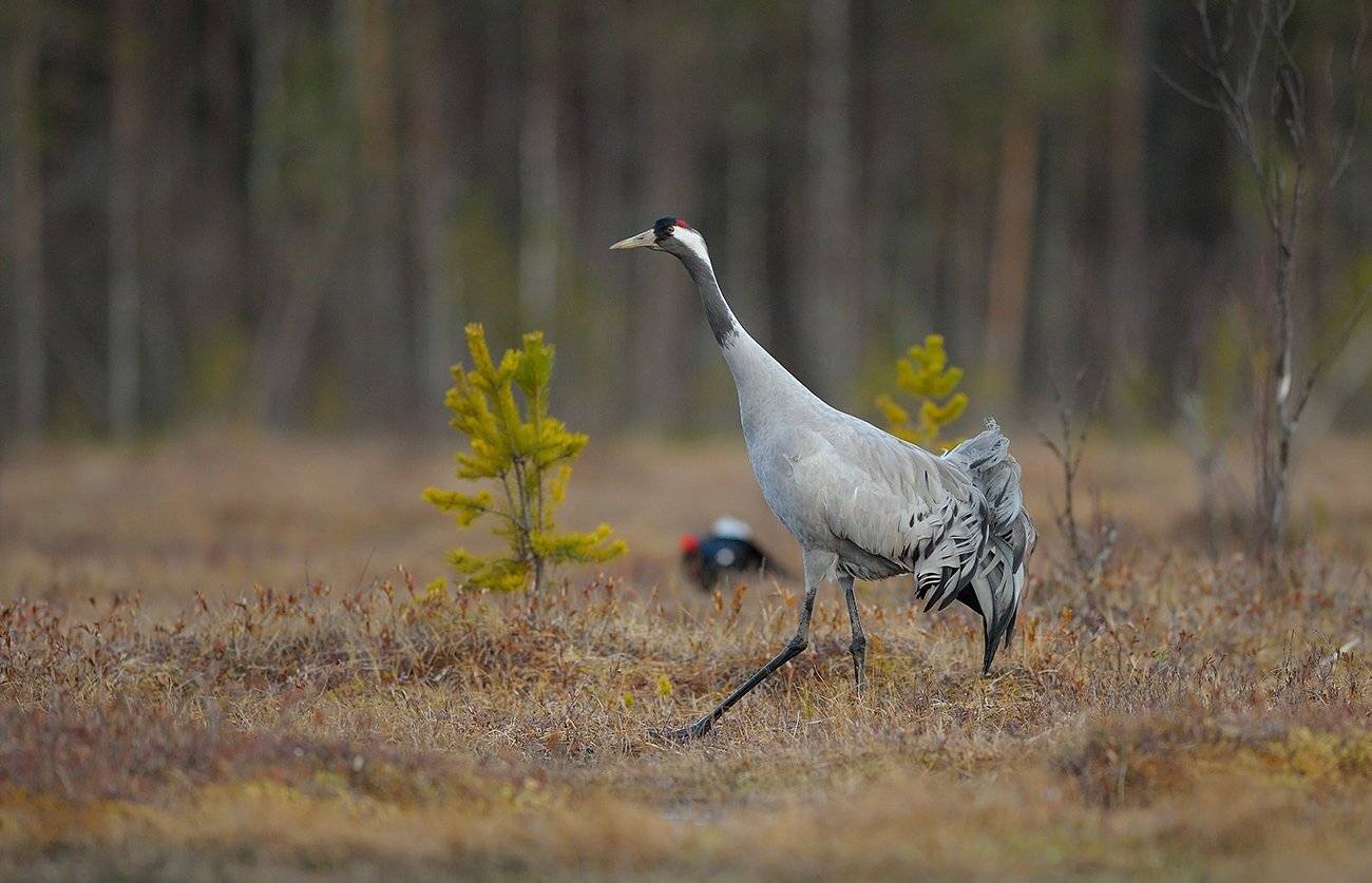 , Михаил Калинин