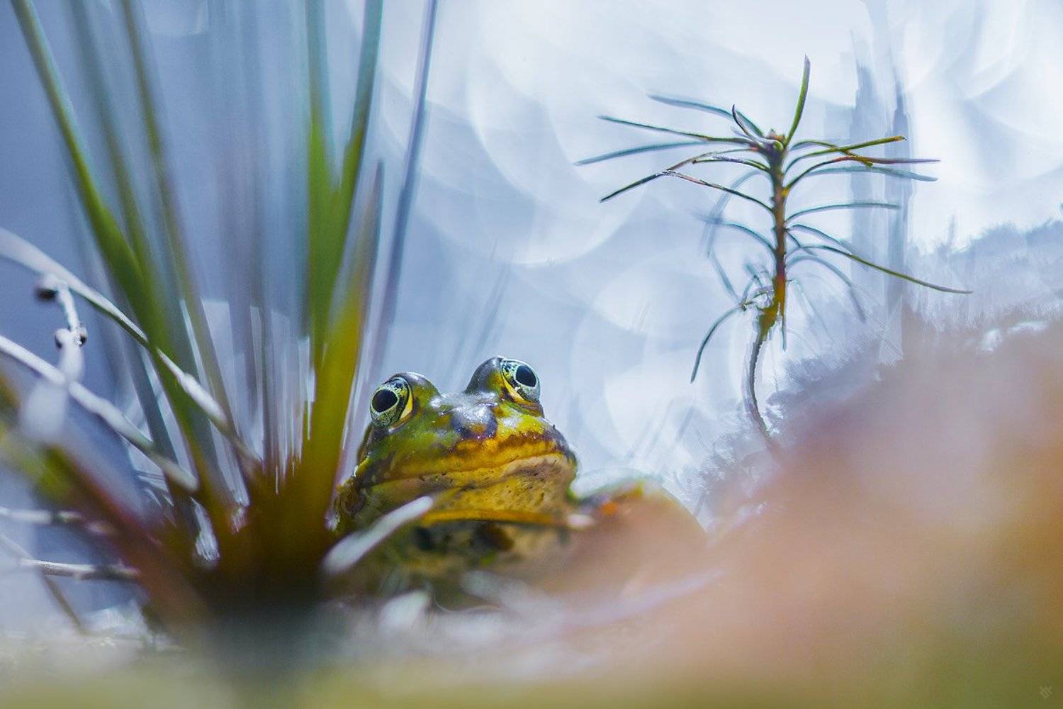 frog, bokeh, wildlife, Wojciech Grzanka
