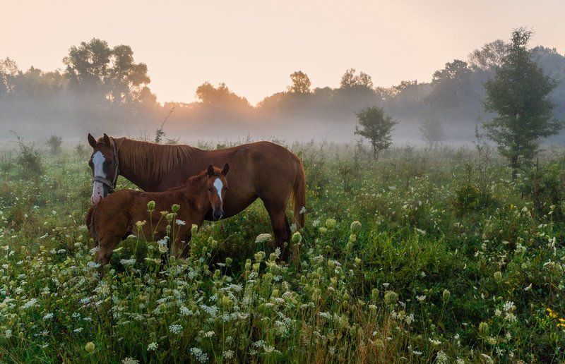 Встреча на рассвете фото превью