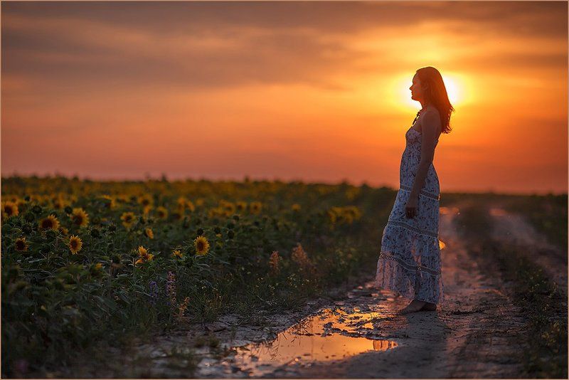 Закат, Подсолнухи после дождя фото превью