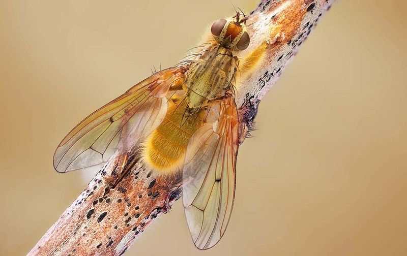 macro, Scathophaga stercoraria Scathophaga stercoraria фото превью