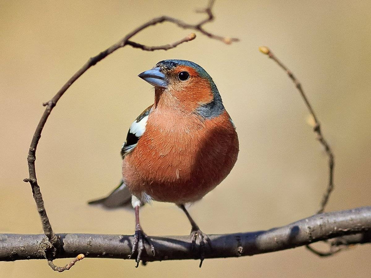 зяблик, Наталья